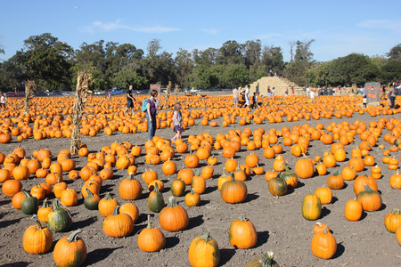 Connecticut Field Pumpkin on display, Cucurbita pepo, medium of orange pumpkins with small ribs, best suited for autumn decoration, jack-o'-lanterns and cookingの写真素材