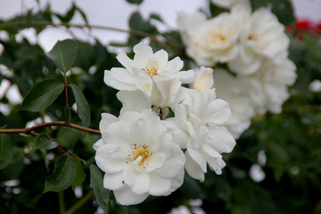 Rosa Lace Cascade, climbing rose with dark green glossy leaves and white semidouble flowers about 7 cm across in broad clusters.の写真素材