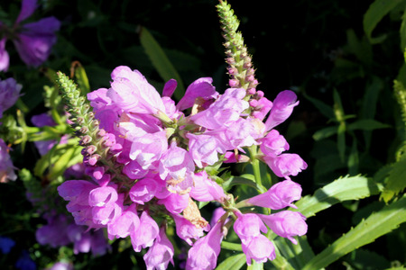 Physostegia virginiana, Obedient Plant, ornamental perennial native of North America with toothed light green leaves and tubular two lipped pink or lilac flowers.の写真素材