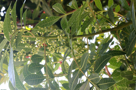 Brazilian peppertree, Schinus terebinthifolia, with thick pinnate compound leaves with up to 15 oval leaflets, slightly winged rachis, small creamish flowers and 5 mm across red fruitsの写真素材