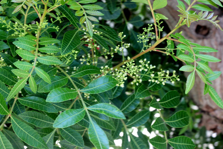 Brazilian peppertree, Schinus terebinthifolia, with thick pinnate compound leaves with up to 15 oval leaflets, slightly winged rachis, small creamish flowers and 5 mm across red fruitsの写真素材
