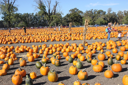 Connecticut Field Pumpkin on display, Cucurbita pepo, medium of orange pumpkins with small ribs, best suited for autumn decoration, jack-o'-lanterns and cookingの写真素材