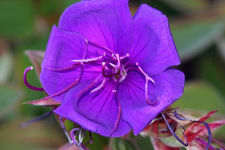 Tibouchina urvilleana, Princess flower, Purple glory bush, evergreen shrub with velvety leaves with 3 to 5 midveins and bluish purple flowers in clusters.の写真素材