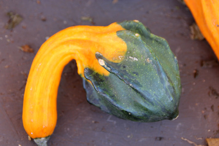 Ornamental gourd with crooked neck, Cucurbita pepo, small gourd with broad dark green base, orange curved neck, used for Halloween decorations.の写真素材