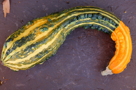 Ornamental gourd with crooked neck, Cucurbita pepo, small gourd with broad dark green with orange stripes, orange curved neck, used for Halloween decorations.の写真素材