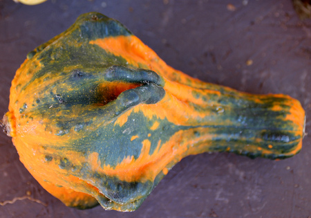 Ornamental gourd, Autumn Wings, Cucurbita pepo, small gourd with broad winged top shaped base and gradual neck, orange with dark green wings and patches, used for Halloween decorations.の写真素材