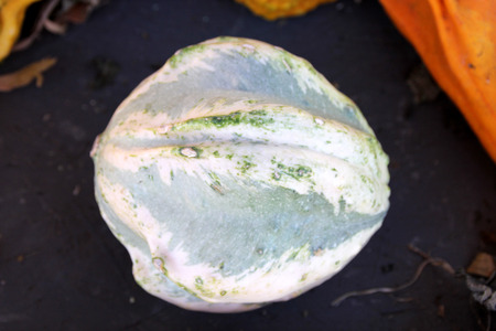 Ornamental pear gourd Gray and white, Cucurbita pepo, ornamental gourd with white ribs and wings over gray surface, with spots over ribs , used for Halloween decorations.の写真素材
