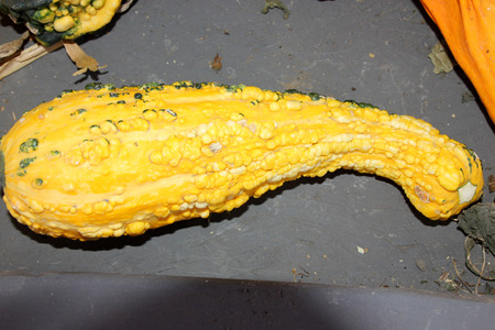 Warty Yellow long neck gourd, Cucurbita pepo, Yellow ornamental gourd with gradually narrowed and slightly curved neck, light colored warts, used for Halloween decorations.の写真素材