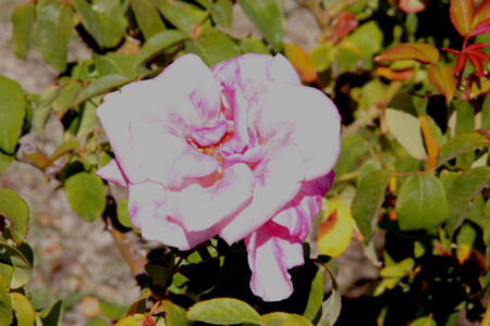 Rosa Memorial Day, Hybrid Tea Rose, medium tall bush with double orchid pink colored flowers washed by gentle blush of lavender, on long stalk, with strong damask fragrance.の写真素材