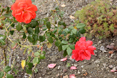 Rosa Lasting Peace, Grandiflora rose with Coral orange red flowers in clusters, showy fragrant with up to 40 petals.の写真素材
