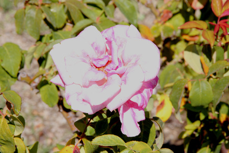 Rosa Memorial Day, Hybrid Tea Rose, medium tall bush with double orchid pink colored flowers washed by gentle blush of lavender, on long stalk, with strong damask fragrance.の写真素材