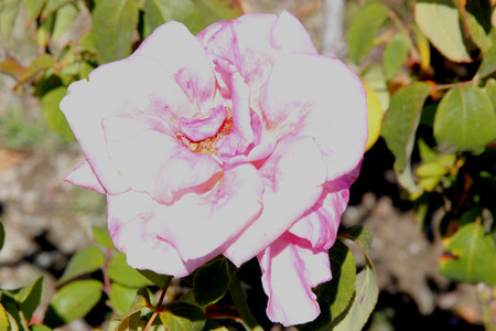 Rosa Memorial Day, Hybrid Tea Rose, medium tall bush with double orchid pink colored flowers washed by gentle blush of lavender, on long stalk, with strong damask fragrance.の写真素材