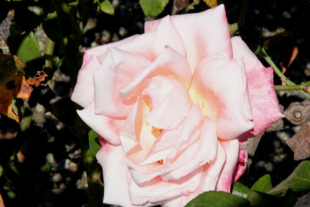 Rosa New Zealand, Hybrid Tea Rose cultivar with dark green lustrous foliage and highly fragrant luminous shell pink flowers 10-15 cm across with numerous petals.の写真素材