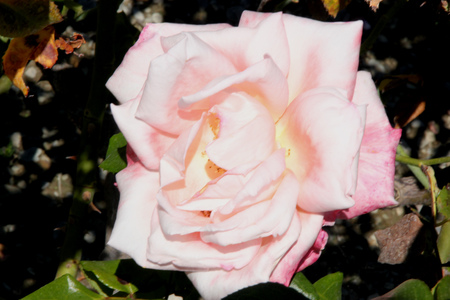 Rosa New Zealand, Hybrid Tea Rose cultivar with dark green lustrous foliage and highly fragrant luminous shell pink flowers 10-15 cm across with numerous petals.の写真素材