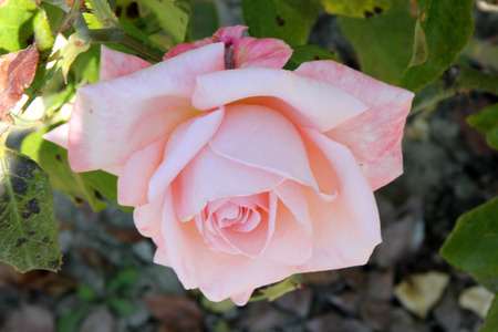 Rosa New Zealand, Hybrid Tea Rose cultivar with dark green lustrous foliage and highly fragrant luminous shell pink flowers 10-15 cm across with numerous petals.の写真素材