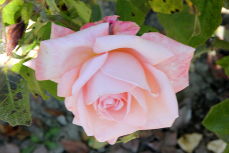 Rosa New Zealand, Hybrid Tea Rose cultivar with dark green lustrous foliage and highly fragrant luminous shell pink flowers 10-15 cm across with numerous petals.の写真素材