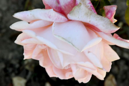 Rosa New Zealand, Hybrid Tea Rose cultivar with dark green lustrous foliage and highly fragrant luminous shell pink flowers 10-15 cm across with numerous petals.の写真素材