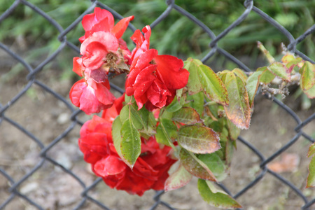 Rosa Rosa Meizenomi Orange Crush, climber rose with with large orange to red medium sized flowers, blooming most of the season.の写真素材