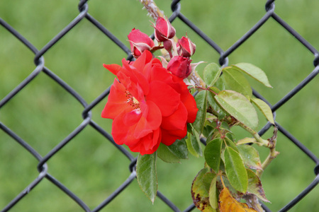 Rosa Rosa Meizenomi Orange Crush, climber rose with with large orange to red medium sized flowers, blooming most of the season.の写真素材
