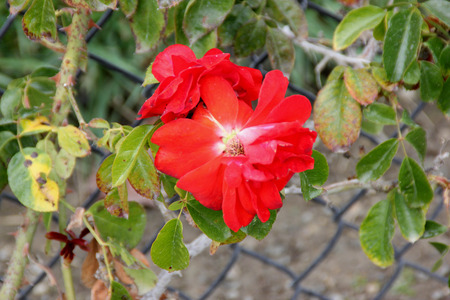 Rosa Rosa Meizenomi Orange Crush, climber rose with with large orange to red medium sized flowers, blooming most of the season.の写真素材