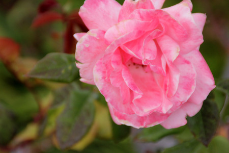 Rosa Queen Elizabeth, a Grandiflora rose, hardy shrub with large pink moderately fragrant double flowers in clusters,の写真素材