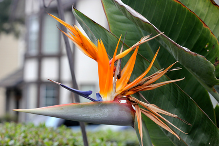 Strelitzia reginae, Crane flower, Bird of paradise, perennial ornamental herb with two-ranked leaves on long petioles and orange beak like flowers.の写真素材