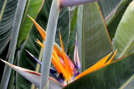 Strelitzia reginae, Crane flower, Bird of paradise, perennial ornamental herb with two-ranked leaves on long petioles and orange beak like flowers.の写真素材