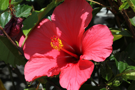Hibiscus rosa-sinensis Pink Versicolor, cultivar with large pink flowers with dark eye, long blooming and easy to growの写真素材