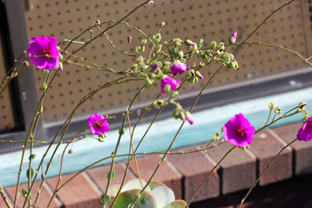 Calandrinia grandiflora, Rock Purslane, perennial herb with succulent rossete of grey green leaves and brilliant purple poppy like flowers on a long axis.の写真素材