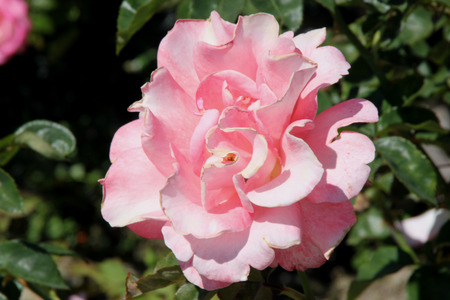 Rosa Touch of Class, Hybrid Tea Rose with deep green leaves, long pointed flower buds opening into coral pink flowers with cream highlights, on long stalks.の写真素材