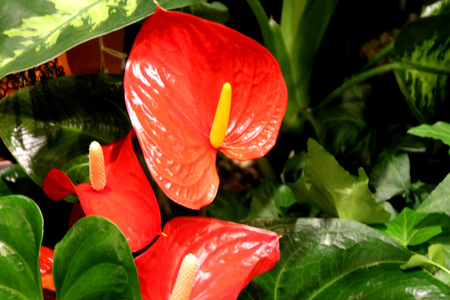 Anthurium andraeanum, Tailflower, Flamingo flower, perennial ornamental herb with long stalked cordate leaves, large red to orange spathe subtending a spike.の写真素材
