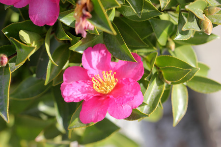 Camellia sasanqua, sasanqua camellia, ornamental shrub with lustrous serrate simple leaves up to 5 cm long and magenta to pink colored rose like flowers with yellow anthers.の素材 [FY31065434557]