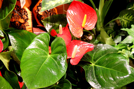 Anthurium andraeanum, Tailflower, Flamingo flower, perennial ornamental herb with long stalked cordate leaves, large red to orange spathe subtending a spike.の写真素材