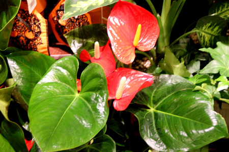 Anthurium andraeanum, Tailflower, Flamingo flower, perennial ornamental herb with long stalked cordate leaves, large red to orange spathe subtending a spike.の写真素材