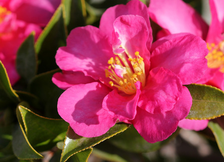 Camellia sasanqua, sasanqua camellia, ornamental shrub with lustrous serrate simple leaves up to 5 cm long and magenta to pink colored rose like flowers with yellow anthers.の写真素材