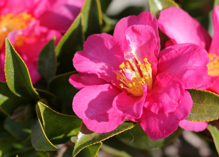 Camellia sasanqua, sasanqua camellia, ornamental shrub with lustrous serrate simple leaves up to 5 cm long and magenta to pink colored rose like flowers with yellow anthers.の写真素材