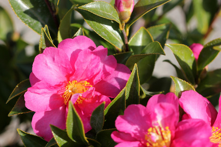 Camellia sasanqua, sasanqua camellia, ornamental shrub with lustrous serrate simple leaves up to 5 cm long and magenta to pink colored rose like flowers with yellow anthers.の写真素材