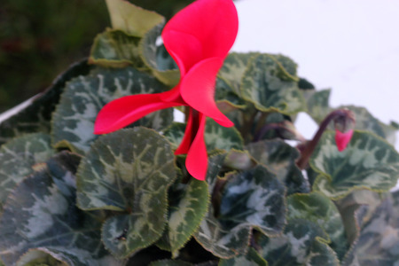 Cyclamen persicum Latinia Success Bright Red, cultivar with compact plants with large bright red flowers, suited for high density growing, easy to grow.の写真素材