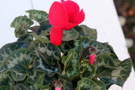 Cyclamen persicum Latinia Success Bright Red, cultivar with compact plants with large bright red flowers, suited for high density growing, easy to grow.の写真素材