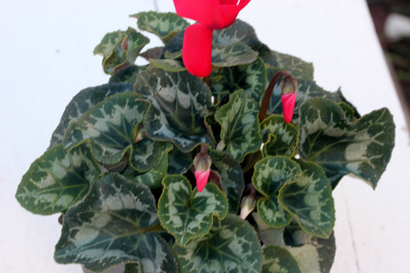 Cyclamen persicum Latinia Success Bright Red, cultivar with compact plants with large bright red flowers, suited for high density growing, easy to grow.の写真素材