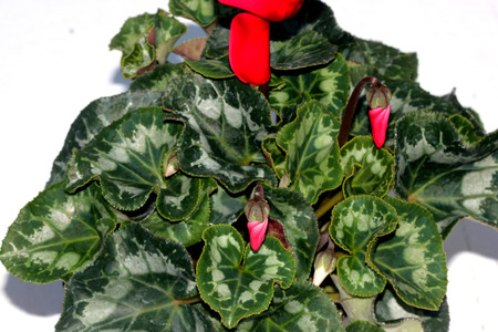 Cyclamen persicum Latinia Success Bright Red, cultivar with compact plants with large bright red flowers, suited for high density growing, easy to grow.の写真素材