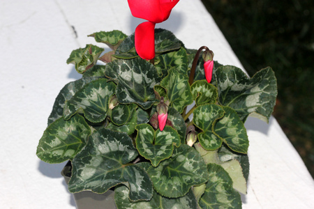 Cyclamen persicum Latinia Success Bright Red, cultivar with compact plants with large bright red flowers, suited for high density growing, easy to grow.の写真素材