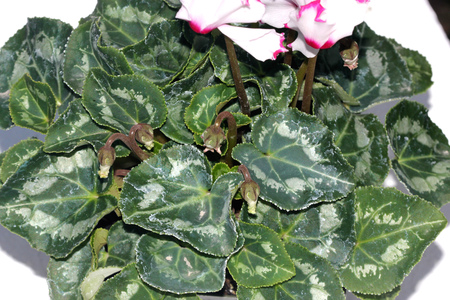 Cyclamen persicum Metis Select Victoria, cultivar with smaller plant with dark green leaves with silver mottlings, small white flowers with crinkled pink margin, lasting for longer time.の写真素材
