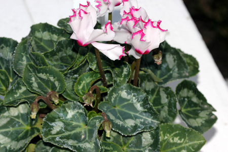 Cyclamen persicum Metis Select Victoria, cultivar with smaller plant with dark green leaves with silver mottlings, small white flowers with crinkled pink margin, lasting for longer time.の写真素材