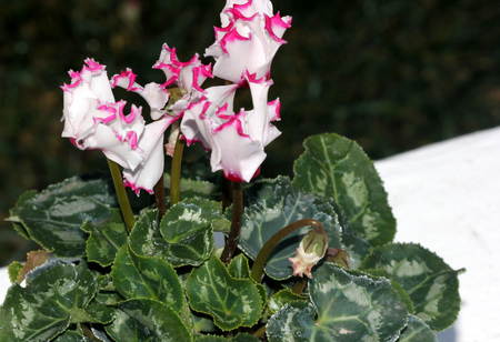 Cyclamen persicum Metis Select Victoria, cultivar with smaller plant with dark green leaves with silver mottlings, small white flowers with crinkled pink margin, lasting for longer time.の写真素材