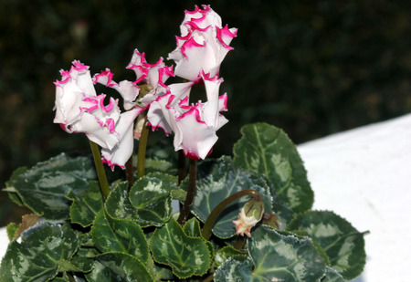 Cyclamen persicum Metis Select Victoria, cultivar with smaller plant with dark green leaves with silver mottlings, small white flowers with crinkled pink margin, lasting for longer time.の写真素材