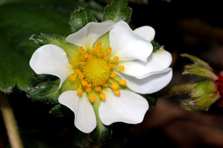 Flowers of Fragaria x ananassa, Garden strawberry, perennial spreading by runners, with trifoliate leaves, white flowers and red fruits with numerous seeds.の写真素材
