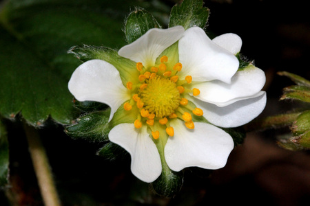 Flowers of Fragaria x ananassa, Garden strawberry, perennial spreading by runners, with trifoliate leaves, white flowers and red fruits with numerous seeds.の写真素材