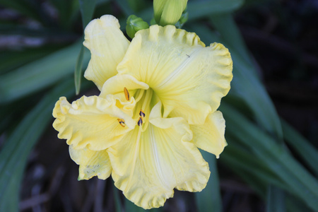 Hemerocallis cream flowers, Daylily, cultivar with large creamy flowers with ruffled tepals, with greenish undertones.の写真素材