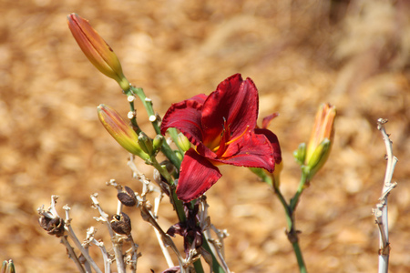 Hemerocallis Ruby Stella, herbaceous perennial with a cluster of ruby red trumpet shaped flowers carried on a long stalk.の写真素材